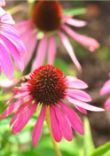 Coneflower by Trevor Dingle